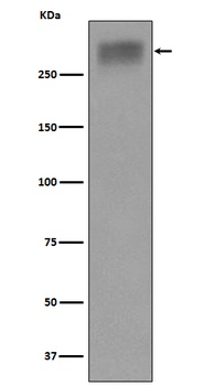 Thyroglobulin Rabbit Monoclonal Antibody