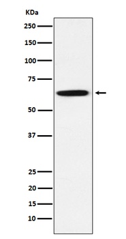 GRB7 Rabbit Monoclonal Antibody