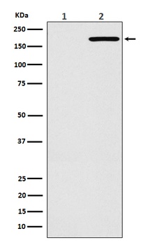 EGFR(L858R mutation) Rabbit Monoclonal Antibody