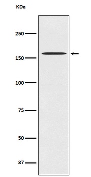 CLASP1 Rabbit Monoclonal Antibody