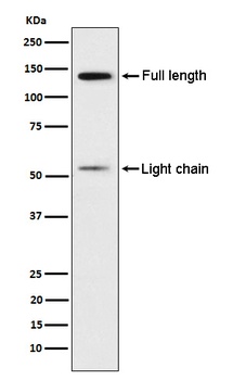 Kininogen 1 Rabbit Monoclonal Antibody