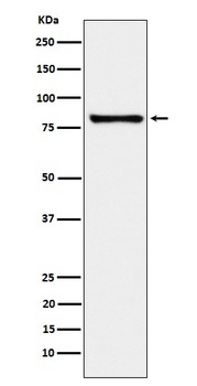 MARK3 Rabbit Monoclonal Antibody