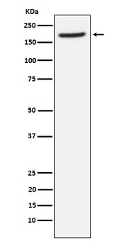 Aminopeptidase A/CD249 Rabbit Monoclonal Antibody