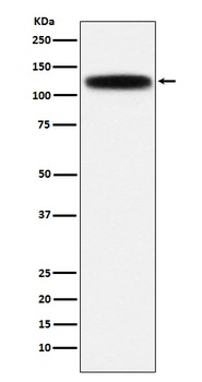 GOLPH4 Rabbit Monoclonal Antibody