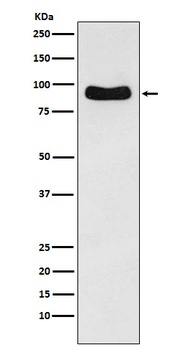 Cenexin1 / ODF2 Rabbit Monoclonal Antibody