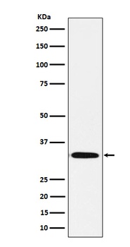 Syntaxin Rabbit Monoclonal Antibody