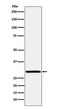 Intra Acrosomal Protein Rabbit Monoclonal Antibody