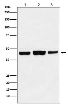 KAT1 / HAT1 Rabbit Monoclonal Antibody