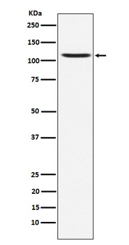 GluA4 Rabbit Monoclonal Antibody