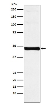 IRF-9 Rabbit Monoclonal Antibody