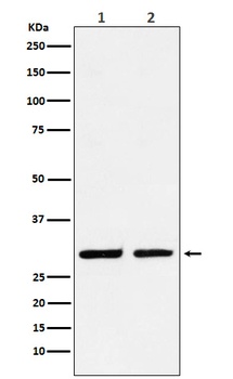 Dlx5 Rabbit Monoclonal Antibody