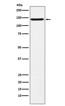 CNTN2 / TAG1 Rabbit Monoclonal Antibody