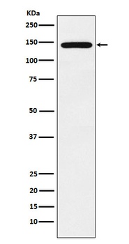Jarid2 Rabbit Monoclonal Antibody