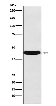 BMP6 Rabbit Monoclonal Antibody
