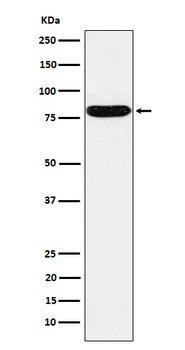 HSF1 Rabbit Monoclonal Antibody