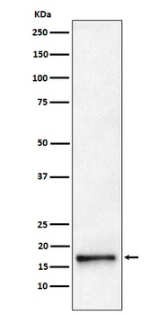 AP2S1 Rabbit Monoclonal Antibody