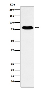 GTPBP4 Rabbit Monoclonal Antibody