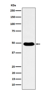 COPS3 Rabbit Monoclonal Antibody