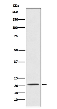 Placental Protein 14/PAEP Rabbit Monoclonal Antibody