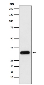 Apolipoprotein F Rabbit Monoclonal Antibody