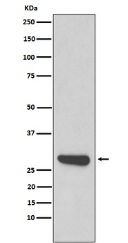 Calpain small subunit 1 Rabbit Monoclonal Antibody