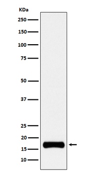 ISG15 Rabbit Monoclonal Antibody
