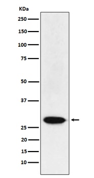 MAD3 Rabbit Monoclonal Antibody