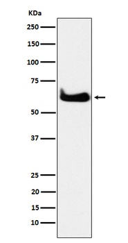 TCP1 alpha Rabbit Monoclonal Antibody