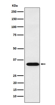APRIL Rabbit Monoclonal Antibody