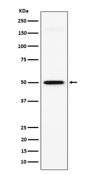 GPA33 Rabbit Monoclonal Antibody