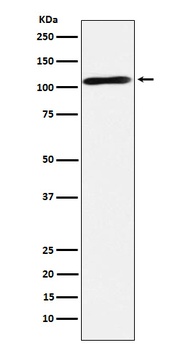 Epac2 Rabbit Monoclonal Antibody