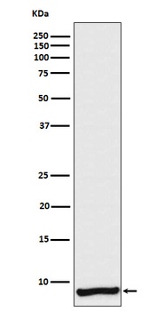 Apolipoprotein CI Rabbit Monoclonal Antibody