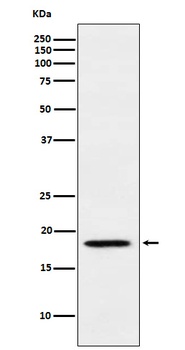 MTH1 Rabbit Monoclonal Antibody