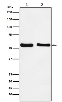 KLF10 Rabbit Monoclonal Antibody