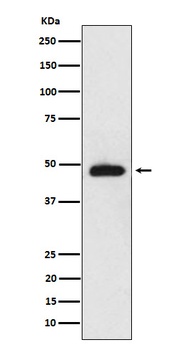 NeuroD2 Rabbit Monoclonal Antibody