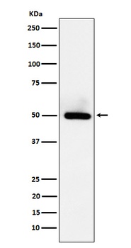 BMP15 Rabbit Monoclonal Antibody