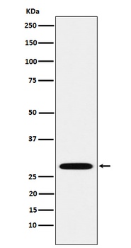PSMA3 Rabbit Monoclonal Antibody