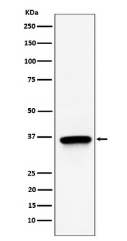 TIMM50 Rabbit Monoclonal Antibody