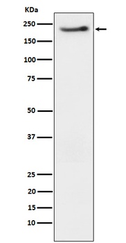 Phospho-ErbB3 (Y1222) Rabbit Monoclonal Antibody