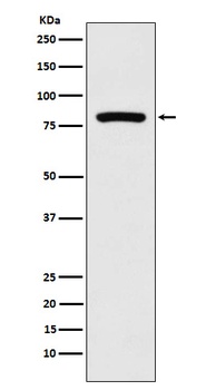MCAK Rabbit Monoclonal Antibody