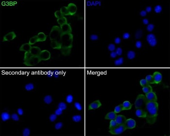 G3BP Rabbit Monoclonal Antibody