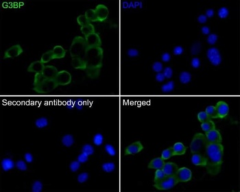 Anti-G3BP Rabbit Monoclonal Antibody