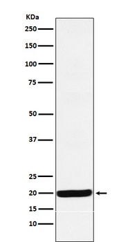 Y14 Rabbit Monoclonal Antibody