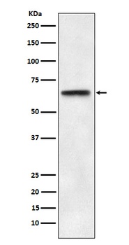 ABCE1 Rabbit Monoclonal Antibody