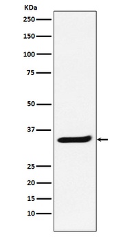 POLR2C Rabbit Monoclonal Antibody
