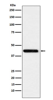Cystathionase Rabbit Monoclonal Antibody