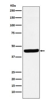 AHA1 Rabbit Monoclonal Antibody
