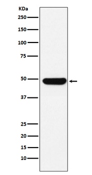UAP56 Rabbit Monoclonal Antibody