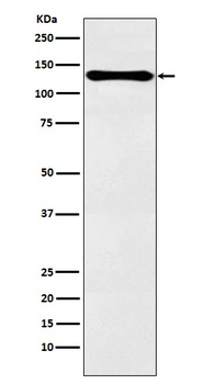 PER2 Rabbit Monoclonal Antibody