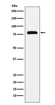 PAF1 Rabbit Monoclonal Antibody